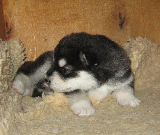 Chenoa 2 Wochen 002-1